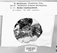 Phlebia tremellosa image